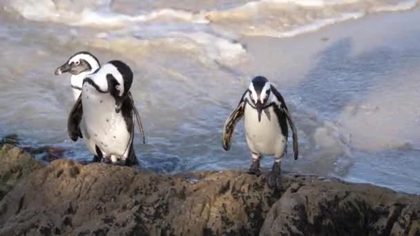 Три Пингвина Идут Скале — стоковое видео