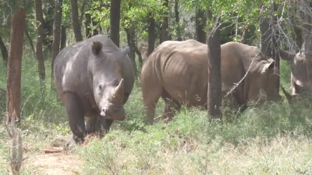 Grupo Rinocerontes Bosque Del Parque Nacional Hlane Royal Swazilandia — Vídeos de Stock