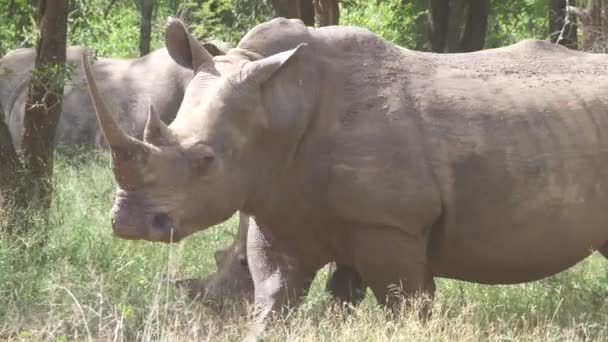 Grupo Rinocerontes Pastando Floresta Parque Nacional Hlane Royal Suazilândia — Vídeo de Stock