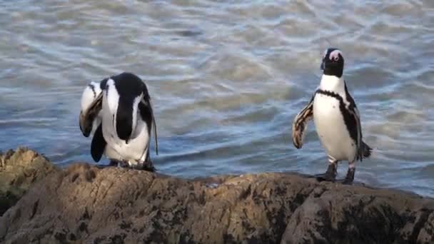 Tres Pingüinos Preparando Sus Plumas Sobre Una Roca — Vídeo de stock