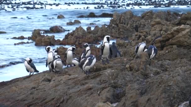 Pinguim Waddle Sobre Rochas Betty Bay África Sul — Vídeo de Stock