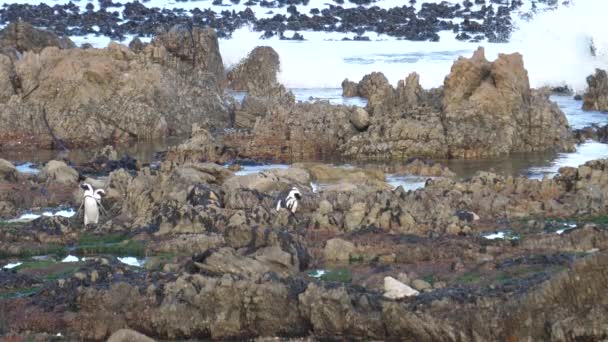 南アフリカのベティ湾の岩の上を歩いているペンギンの群れ — ストック動画