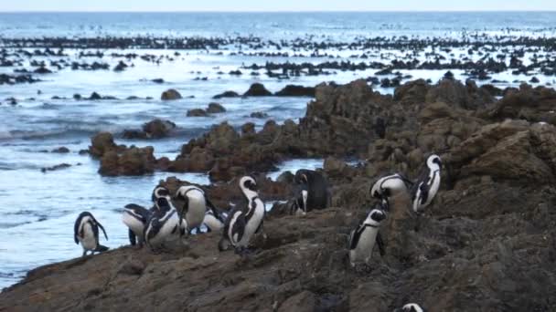 Pinguim Waddle Sobre Rochas Betty Bay África Sul — Vídeo de Stock