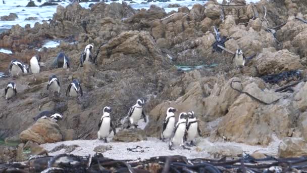 Penguin Waddle Andando Sobre Rochas Betty Bay África Sul — Vídeo de Stock