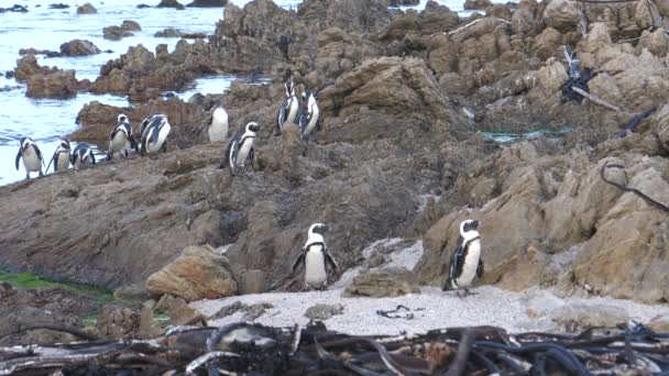南アフリカのベティ湾の岩の上をペンギンが歩いている — ストック動画