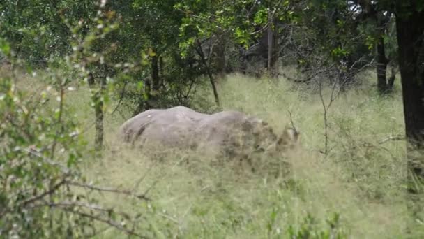 Los Jóvenes Rinocerontes Pasean Por Bosque Del Parque Nacional Real — Vídeo de stock