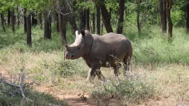 Rinoceronte Jovens Caminhadas Redor Floresta Hlane Royal National Park Suazilândia — Vídeo de Stock