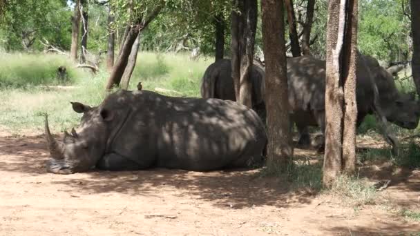 Rhino Κοιμάται Στο Δάσος Του Hlane Royal National Park Σουαζιλάνδη — Αρχείο Βίντεο