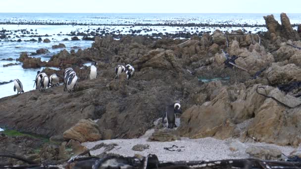 Pinguïn Waggelt Rotsen Van Betty Bay Zuid Afrika — Stockvideo