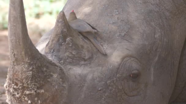Pájaro Carpintero Pico Amarillo Descansando Sobre Cabeza Rinoceronte — Vídeos de Stock