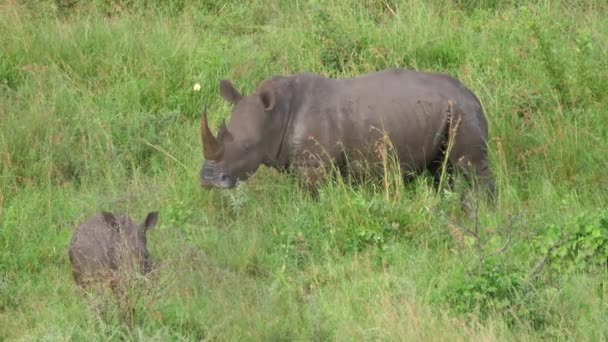 Носорог Молодой Пасущийся — стоковое видео