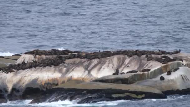 Duża Grupa Lwów Morskich Skale Półwyspie Cape Republice Południowej Afryki — Wideo stockowe