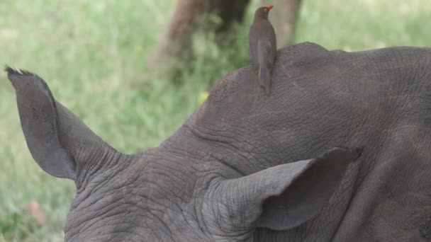 Желтоклювый Дятел Ест Насекомых Уха Носорога — стоковое видео