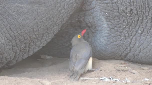 Yellow Billed Oxpecker Eats Insects Skin Rhino — Stock Video