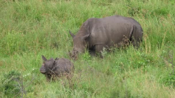 Rhino Jej Młode Wypasanie — Wideo stockowe