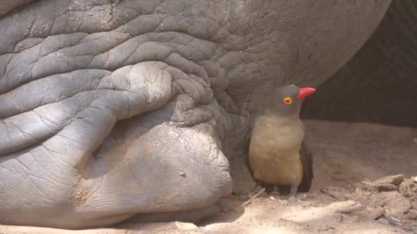 Żółtodzioby Zjada Owady Nosa Nosorożca — Wideo stockowe