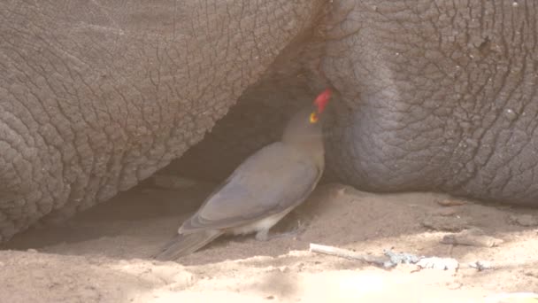 Pájaro Pico Amarillo Come Insectos Piel Rinoceronte — Vídeos de Stock