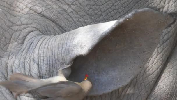 Yellow Billed Oxpecker Eats Insects Out Rhino Ear — Stock Video