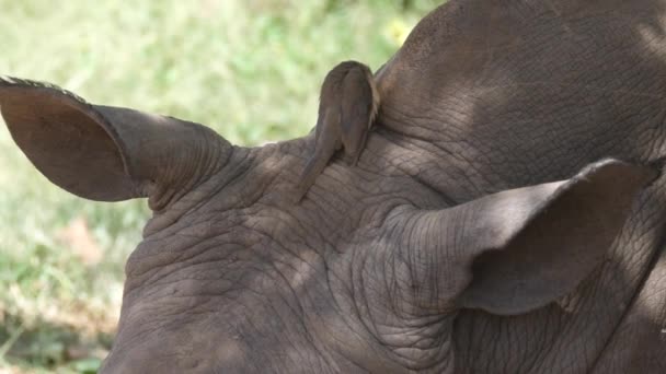 Żółtodzioby Siedzący Głowie Rhino — Wideo stockowe