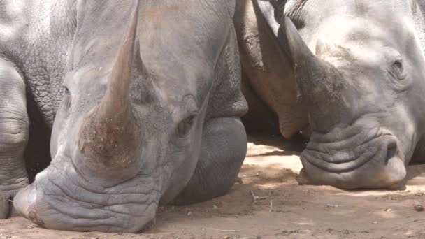 Perto Rhinos Dormindo Parque Nacional Hlane Royal Suazilândia — Vídeo de Stock