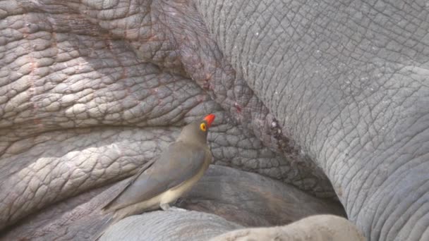 Pájaro Pico Amarillo Come Insectos Piel Rinoceronte — Vídeos de Stock