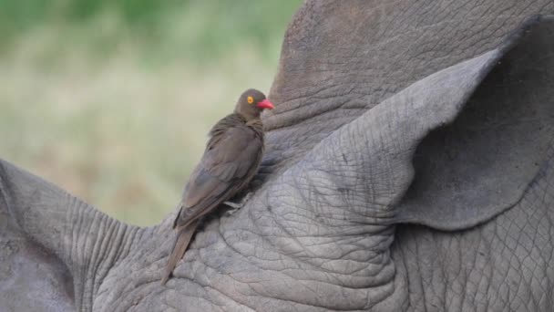 Pájaro Buey Pico Amarillo Sentado Cabeza Rinoceronte — Vídeos de Stock