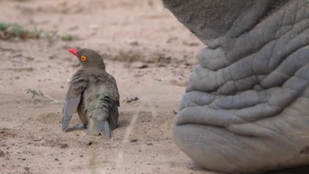 Pic-bœuf à bec jaune qui fait pousser ses plumes à côté d'un rhinocéros