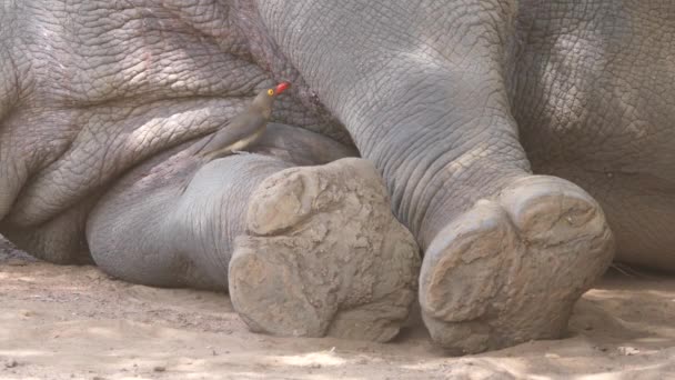 黄色で請求されたオキスペッカーはRhinoの皮膚から昆虫を食べる — ストック動画