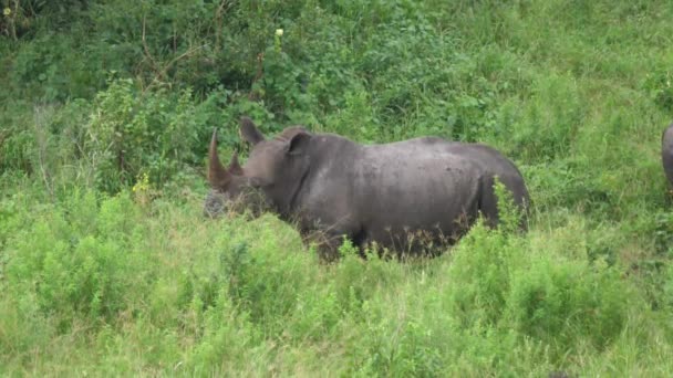 Rhino Staat Struiken — Stockvideo