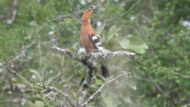 Hoopoes Een Boomtak Hlane Royal National Park Swaziland — Stockvideo