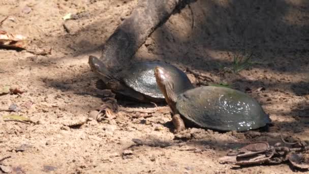 Dua Afrika Helmeted Kura Kura Tanah — Stok Video