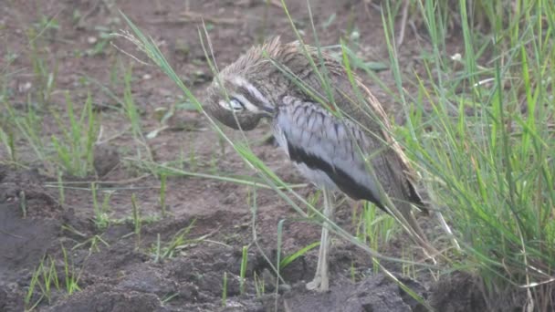 Water Thick Knee Cleaning His Feathers — Stock Video