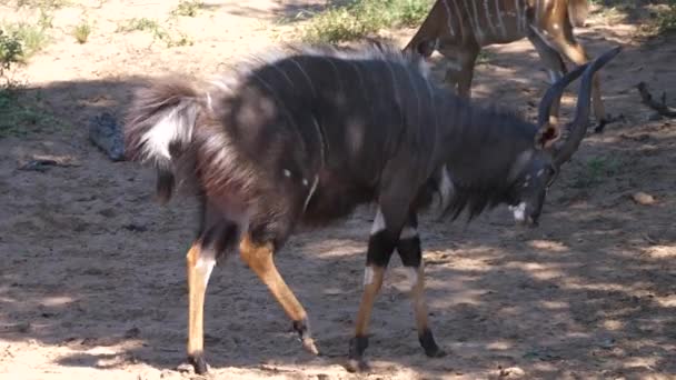 Homme Petit Kudu Marche Lentement Autour Troupeau — Video