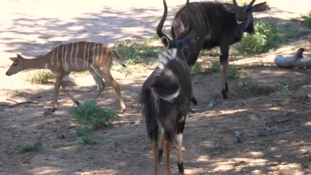 Macho Menor Kudu Caminha Direção Rebanho — Vídeo de Stock