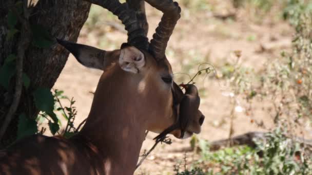 Pic Bec Jaune Mange Les Tiques Autres Insectes Tête Une — Video