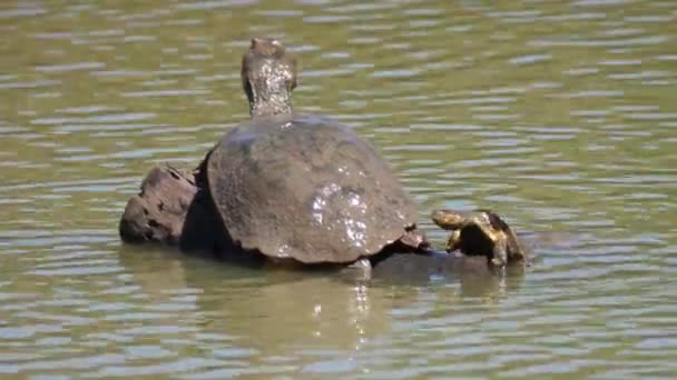 Große Afrikanische Helmschildkröte Auf Einem Baumstamm Einem See — Stockvideo