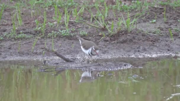 Tiga Berbanded Plover Minum Dari Danau — Stok Video