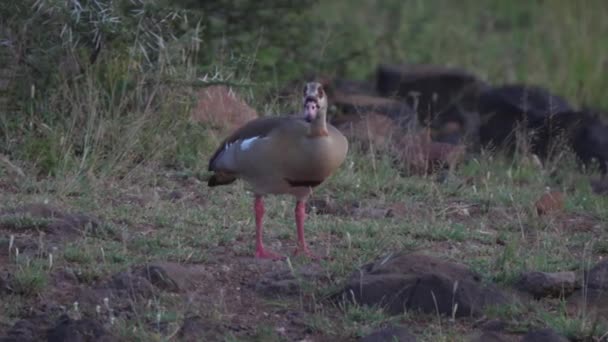 Egyptian Goose Grazing Umkhuze Game Reserve South Africa — Stock Video