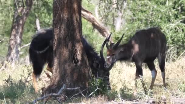 Pequeño Kudus Caminando Por Bosque — Vídeos de Stock