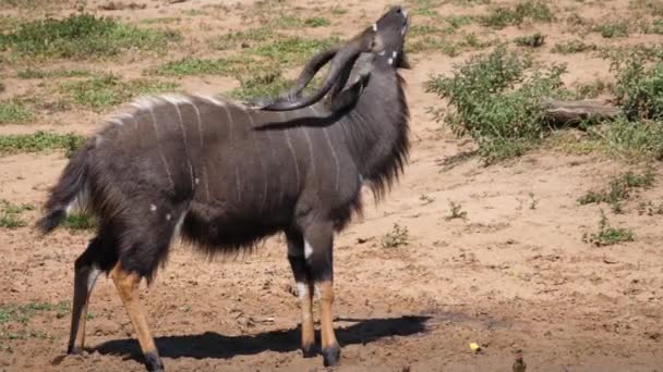Pria Kudu Lesser Dengan Bulu Gatal — Stok Video