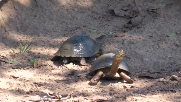Kumda Iki Afrika Miğferli Kaplumbağa — Stok video