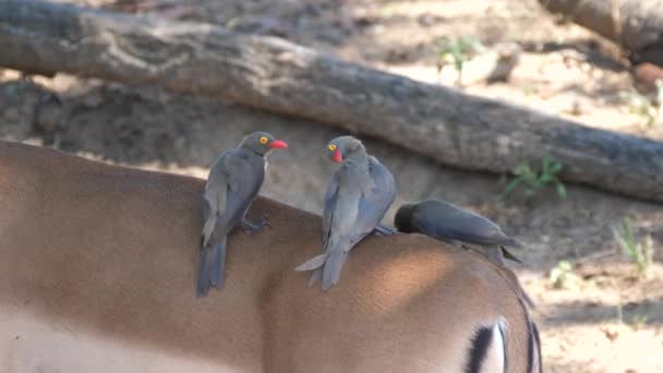 インパラの後ろからダニや他の昆虫を食べる3つの黄色の請求されたオックスペッカー — ストック動画