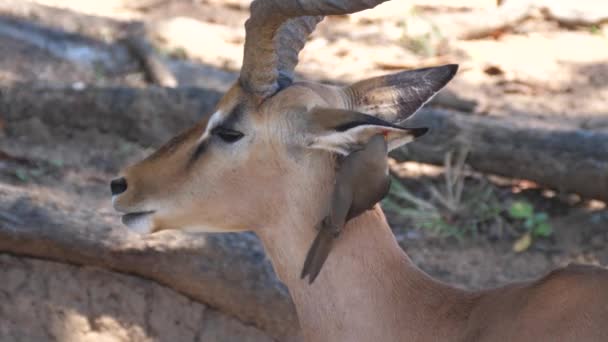 Yellow Billed Oxpecker Eats Ticks Other Insects Ear Impala — Stock Video