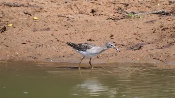 Flautista Arena Común Chorlito Tres Bandas Cerca Lago — Vídeos de Stock