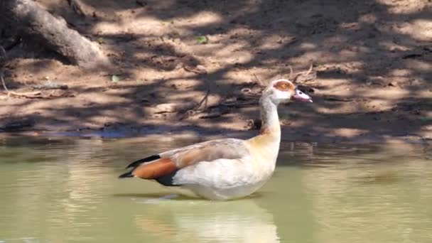 Dos Ganso Egipcio Lago Reserva Caza Umkhuze Sudáfrica — Vídeos de Stock