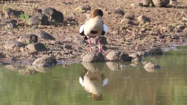 Egyptian Goose Preening His Feathers Umkhuze Game Reserve South Africa — Stock Video