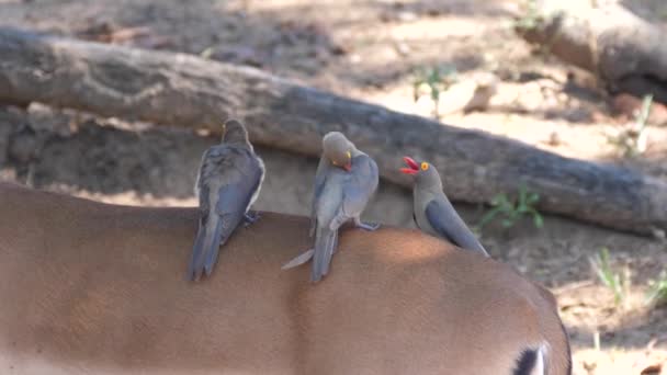 Trois Pics Bec Jaune Sur Dos Une Impala — Video