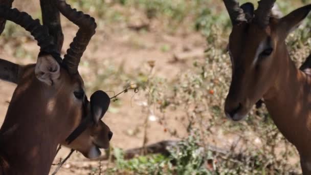 Yellow Billed Oxpeckers Head Two Impalas — Stock Video