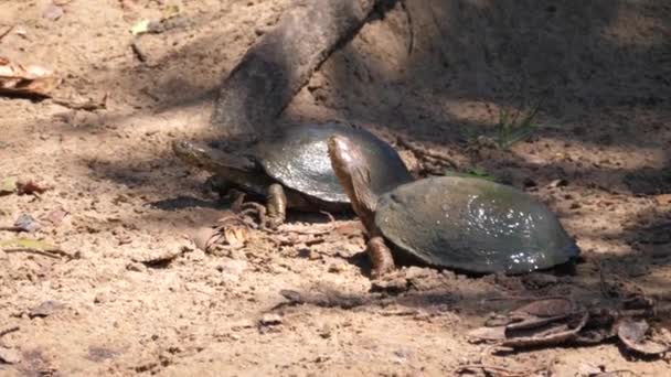Duas Tartarugas Africanas Com Capacete Areia — Vídeo de Stock