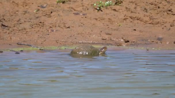 Tortuga Cascos Africanos Busca Comida Lado Del Lago — Vídeos de Stock